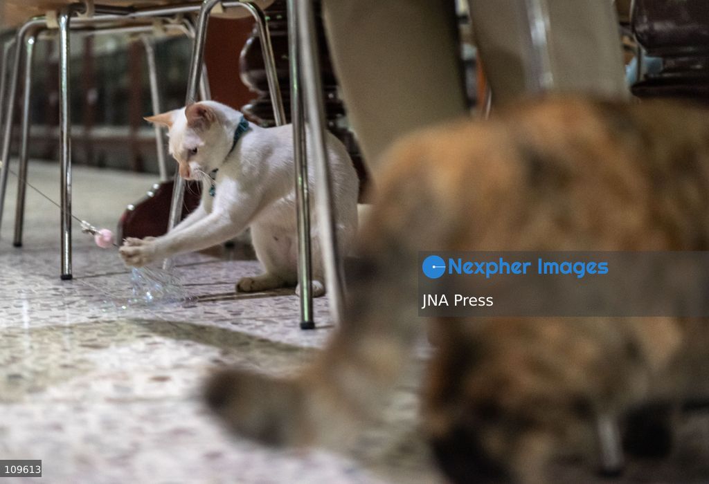 BANGKOK, THAILAND, OCTOBER 26, 2026: Visitors read and spend time with cats at Mongkolsiri Library inside Wat Paknam Phasi Charoen in Bangkok. Monks and members of the temple community care for the cats, including former strays that have found shelter on the grounds. (Photo by Ekkasit chimpinit/JNA Press via Nexpher Images)