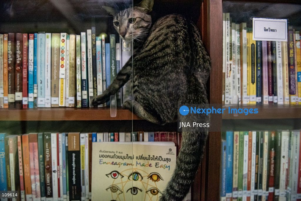 BANGKOK, THAILAND, OCTOBER 26, 2026: Visitors read and spend time with cats at Mongkolsiri Library inside Wat Paknam Phasi Charoen in Bangkok. Monks and members of the temple community care for the cats, including former strays that have found shelter on the grounds. (Photo by Ekkasit chimpinit/JNA Press via Nexpher Images)