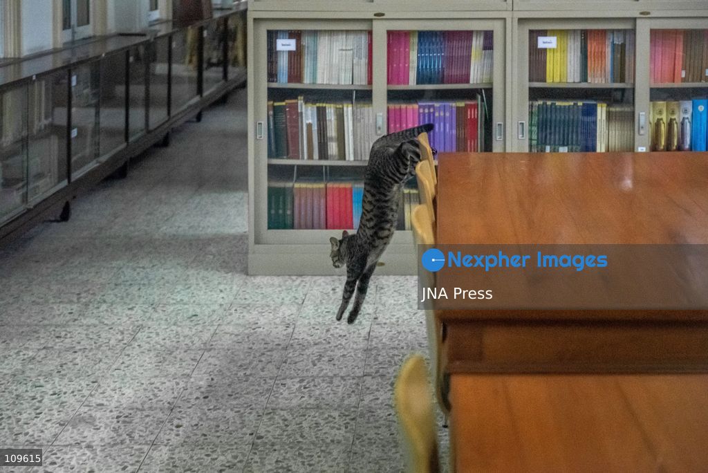 BANGKOK, THAILAND, OCTOBER 26, 2026: Visitors read and spend time with cats at Mongkolsiri Library inside Wat Paknam Phasi Charoen in Bangkok. Monks and members of the temple community care for the cats, including former strays that have found shelter on the grounds. (Photo by Ekkasit chimpinit/JNA Press via Nexpher Images)
