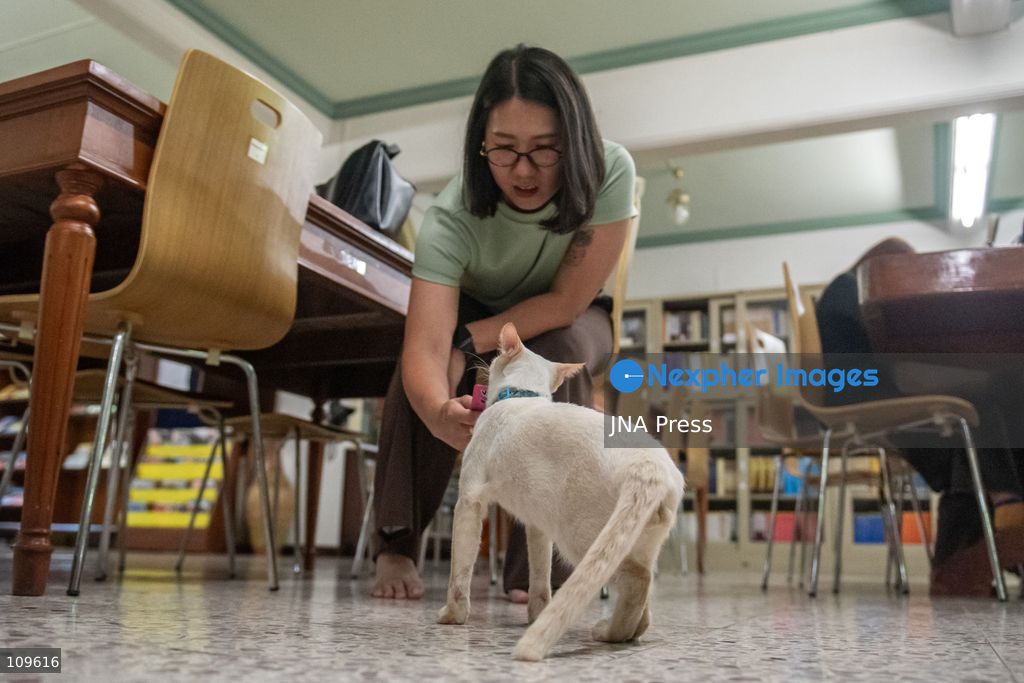 BANGKOK, THAILAND, OCTOBER 26, 2026: Visitors read and spend time with cats at Mongkolsiri Library inside Wat Paknam Phasi Charoen in Bangkok. Monks and members of the temple community care for the cats, including former strays that have found shelter on the grounds. (Photo by Ekkasit chimpinit/JNA Press via Nexpher Images)