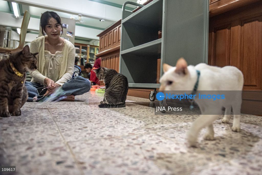 BANGKOK, THAILAND, OCTOBER 26, 2026: Visitors read and spend time with cats at Mongkolsiri Library inside Wat Paknam Phasi Charoen in Bangkok. Monks and members of the temple community care for the cats, including former strays that have found shelter on the grounds. (Photo by Ekkasit chimpinit/JNA Press via Nexpher Images)