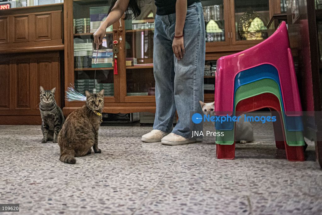 BANGKOK, THAILAND, OCTOBER 26, 2026: Visitors read and spend time with cats at Mongkolsiri Library inside Wat Paknam Phasi Charoen in Bangkok. Monks and members of the temple community care for the cats, including former strays that have found shelter on the grounds. (Photo by Ekkasit chimpinit/JNA Press via Nexpher Images)