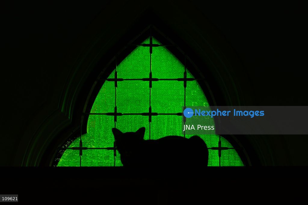 BANGKOK, THAILAND, OCTOBER 26, 2026: Visitors read and spend time with cats at Mongkolsiri Library inside Wat Paknam Phasi Charoen in Bangkok. Monks and members of the temple community care for the cats, including former strays that have found shelter on the grounds. (Photo by Ekkasit chimpinit/JNA Press via Nexpher Images)