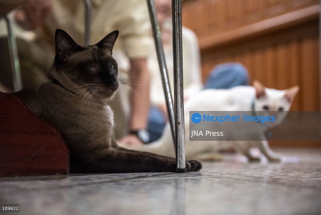 BANGKOK, THAILAND, OCTOBER 26, 2026: Visitors read and spend time with cats at Mongkolsiri Library inside Wat Paknam Phasi Charoen in Bangkok. Monks and members of the temple community care for the cats, including former strays that have found shelter on the grounds. (Photo by Ekkasit chimpinit/JNA Press via Nexpher Images)