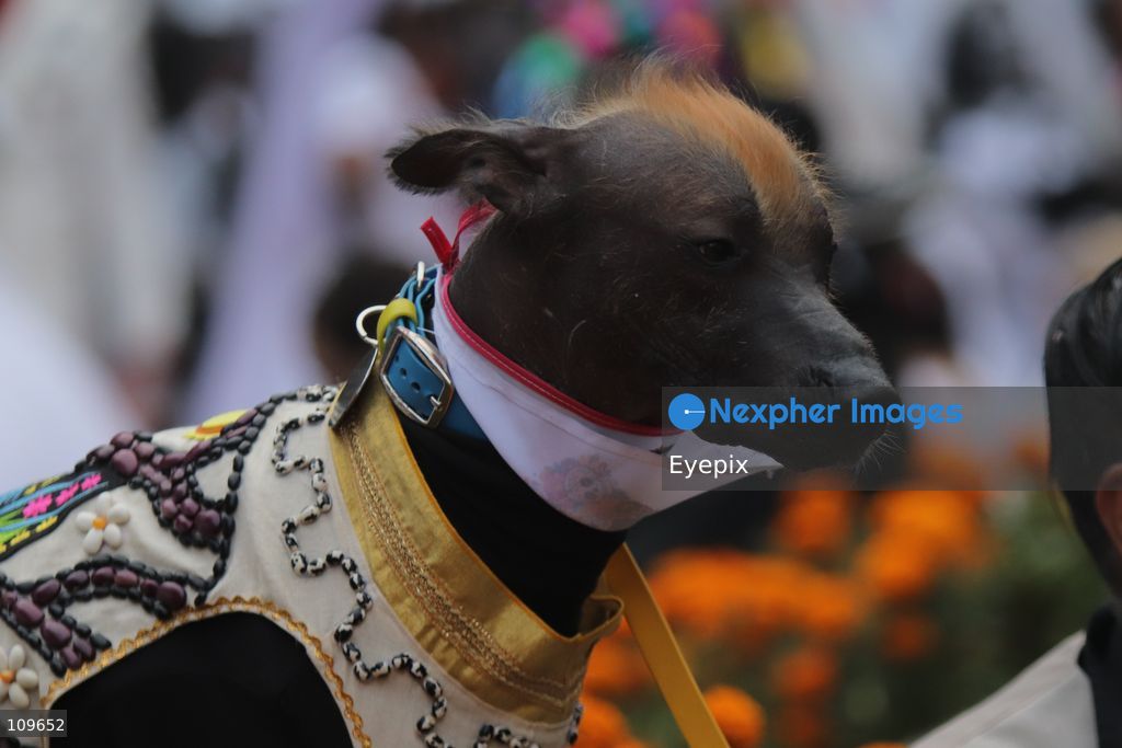 A Xoloitzcuintli (Mexican hairless dog) takes part during the 13th annual Mega Procession of Catrinas along Paseo de la Reforma avenue. Thousands of persons gathered for the massive parade, a key cultural prelude to the upcoming Day of the Dead (Día de Muertos) celebrations, showcasing elaborate makeup, vibrant costumes, and honoring Mexican skull iconography. on October 25, 2026 in Mexico City, Mexico. (Photo by Carlos Santiago/ Eyepix Group/Eyepix via Nexpher Images)