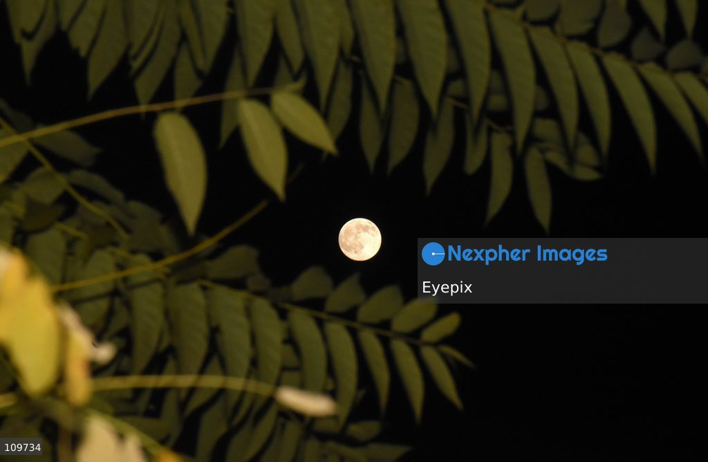 The Hunter's Moon rises over Srinagar. In the Northern Hemisphere, the October full moon is traditionally known as the Hunter's Moon, a name associated with the end of the harvest season and preparations for winter. on October 25, 2026 in Srinagar, India. (Photo by Danish Showkat/ Eyepix Group/Eyepix via Nexpher Images)