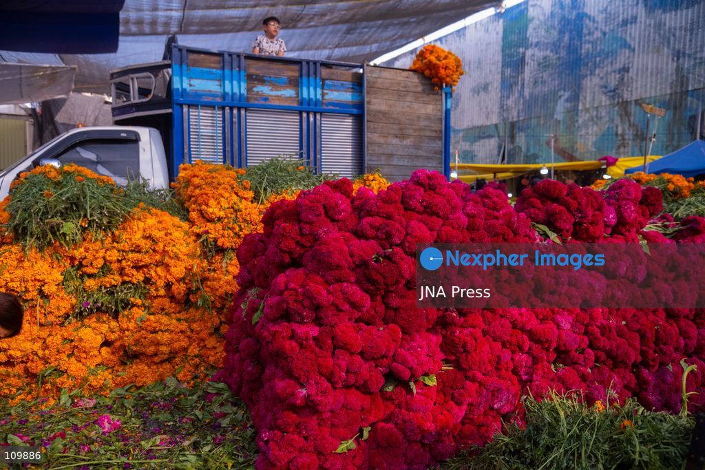 MEXICO CITY, MEXICO - OCTOBER 26, 2026: Cempasúchil flowers and cardboard skulls are displayed for sale at the Jamaica Market in Mexico City ahead of Day of the Dead, to be used to decorate altars. (Photo by Marco Tulio gonzalez rodriguez/JNA Press via Nexpher Images)
