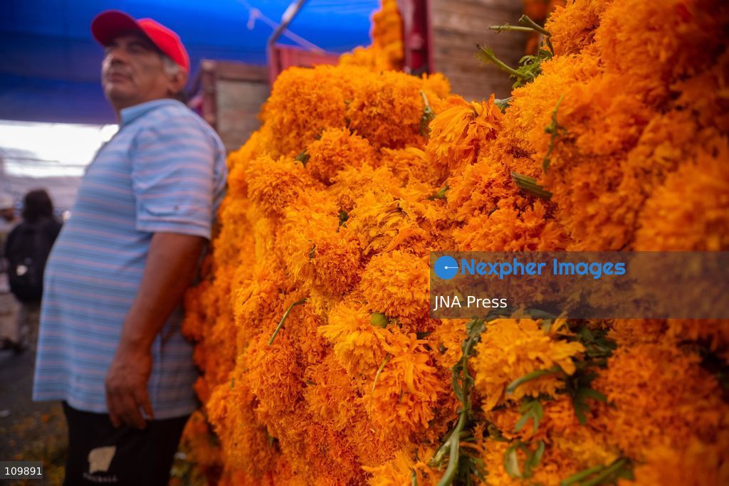 MEXICO CITY, MEXICO - OCTOBER 26, 2026: Cempasúchil flowers and cardboard skulls are displayed for sale at the Jamaica Market in Mexico City ahead of Day of the Dead, to be used to decorate altars. (Photo by Marco Tulio gonzalez rodriguez/JNA Press via Nexpher Images)