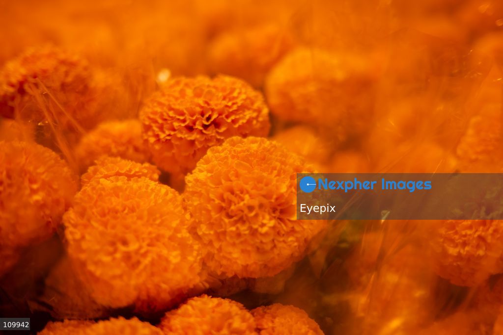 General view of bundle of marigold flowers (known as cempasuchil) preparing for the upcoming Day of the Dead (Dia de Muertos) celebrations at the Jamaica Market on October 26, 2026 in Mexico City, Mexico. The traditional market experiences a massive influx of shoppers sourcing flowers, incense, sugar skulls, and altar decorations to honor their deceased loved ones ahead of the annual holiday celebrated on November 1 and 2. (Photo by Marko Gonzalez/ Eyepix Group/Eyepix via Nexpher Images)