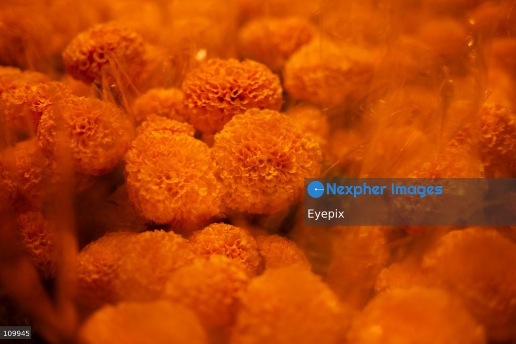 General view of bundle of marigold flowers (known as cempasuchil) preparing for the upcoming Day of the Dead (Dia de Muertos) celebrations at the Jamaica Market on October 26, 2026 in Mexico City, Mexico. The traditional market experiences a massive influx of shoppers sourcing flowers, incense, sugar skulls, and altar decorations to honor their deceased loved ones ahead of the annual holiday celebrated on November 1 and 2. (Photo by Marko Gonzalez/ Eyepix Group/Eyepix via Nexpher Images)