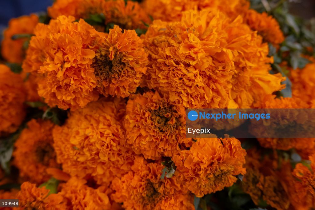 General view of bundle of marigold flowers (known as cempasuchil) preparing for the upcoming Day of the Dead (Dia de Muertos) celebrations at the Jamaica Market on October 26, 2026 in Mexico City, Mexico. The traditional market experiences a massive influx of shoppers sourcing flowers, incense, sugar skulls, and altar decorations to honor their deceased loved ones ahead of the annual holiday celebrated on November 1 and 2. (Photo by Marko Gonzalez/ Eyepix Group/Eyepix via Nexpher Images)