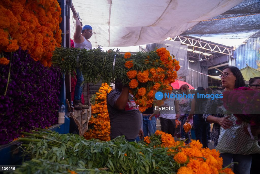 A vendor carries a large bundle of marigold flowers (known as cempasuchil) on his back to sell to customers preparing for the upcoming Day of the Dead (Dia de Muertos) celebrations at the Jamaica Market on October 26, 2026 in Mexico City, Mexico. The traditional market experiences a massive influx of shoppers sourcing flowers, incense, sugar skulls, and altar decorations to honor their deceased loved ones ahead of the annual holiday celebrated on November 1 and 2. (Photo by Marko Gonzalez/ Eyepix Group/Eyepix via Nexpher Images)