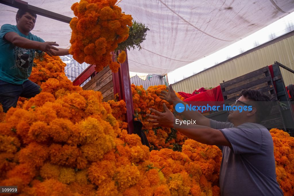 Workers unload heavy bundles of fresh marigold flowers (known as cempasuchil) from delivery trucks to supply vendor stalls ahead of the upcoming Day of the Dead (Dia de Muertos) celebrations at the Jamaica Market on October 26, 2026 in Mexico City, Mexico. The traditional market experiences a massive influx of shoppers sourcing flowers, incense, sugar skulls, and altar decorations to honor their deceased loved ones ahead of the annual holiday celebrated on November 1 and 2. (Photo by Marko Gonzalez/ Eyepix Group/Eyepix via Nexpher Images)