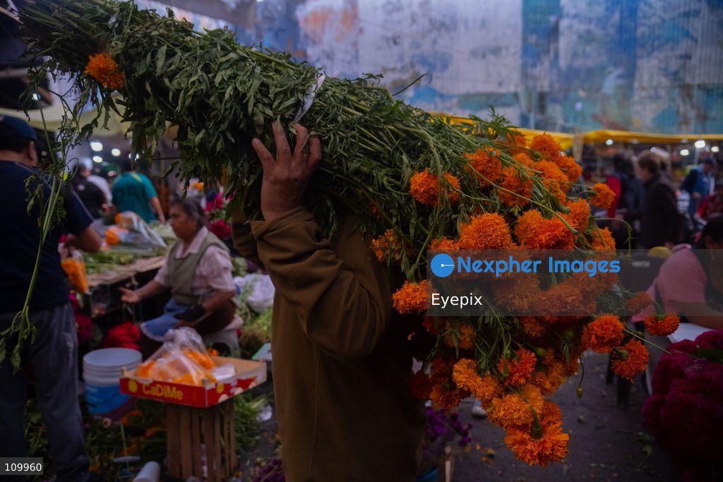 A vendor carries a large bundle of marigold flowers (known as cempasuchil) on his back to sell to customers preparing for the upcoming Day of the Dead (Dia de Muertos) celebrations at the Jamaica Market on October 26, 2026 in Mexico City, Mexico. The traditional market experiences a massive influx of shoppers sourcing flowers, incense, sugar skulls, and altar decorations to honor their deceased loved ones ahead of the annual holiday celebrated on November 1 and 2. (Photo by Marko Gonzalez/ Eyepix Group/Eyepix via Nexpher Images)