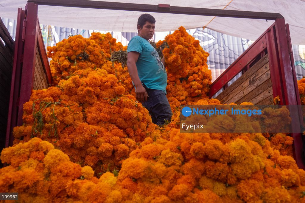 Workers unload heavy bundles of fresh marigold flowers (known as cempasuchil) from delivery trucks to supply vendor stalls ahead of the upcoming Day of the Dead (Dia de Muertos) celebrations at the Jamaica Market on October 26, 2026 in Mexico City, Mexico. The traditional market experiences a massive influx of shoppers sourcing flowers, incense, sugar skulls, and altar decorations to honor their deceased loved ones ahead of the annual holiday celebrated on November 1 and 2. (Photo by Marko Gonzalez/ Eyepix Group/Eyepix via Nexpher Images)