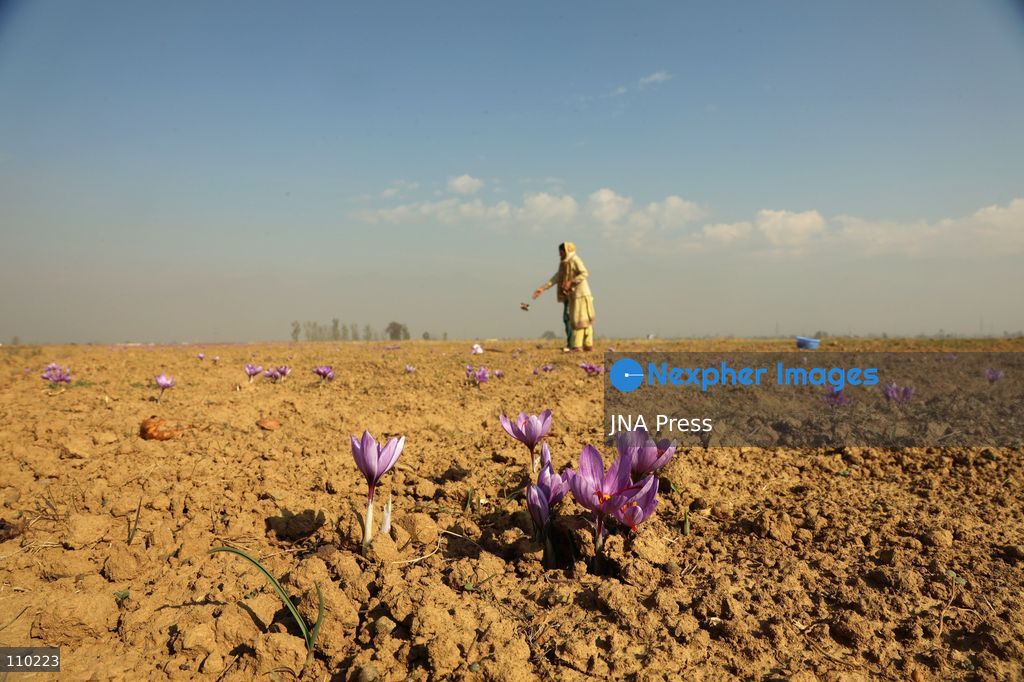 PAMPORE, INDIA - OCTOBER 29, 2026: Farmers harvest saffron flowers in fields in Pampore, Pulwama district, Kashmir, marking the beginning of the annual saffron harvesting season. (Photo by Kamran Yousuf/JNA Press via Nexpher Images)