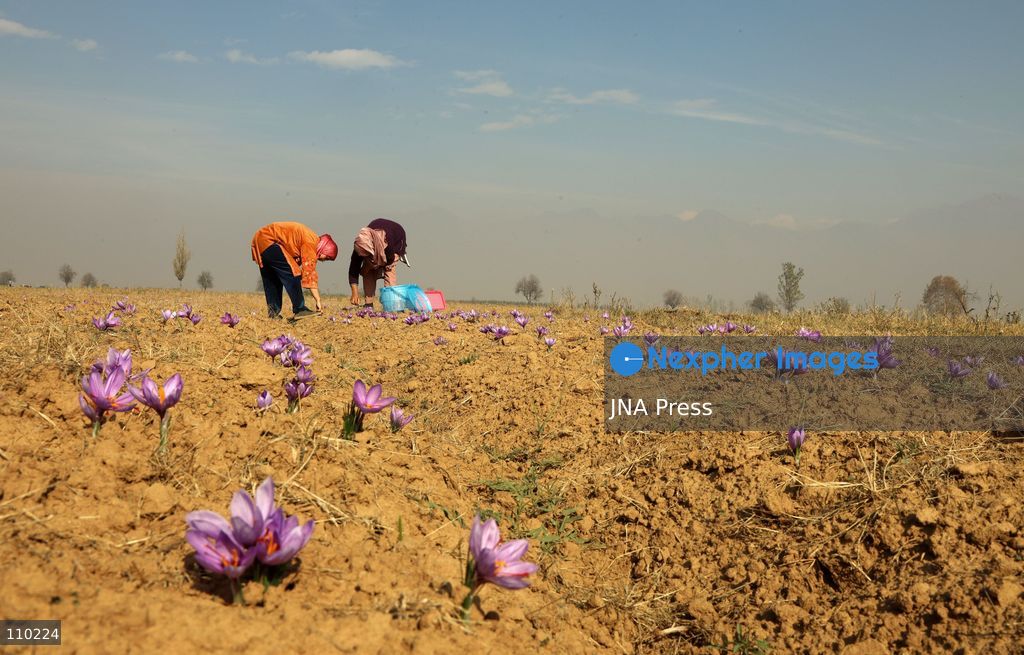 PAMPORE, INDIA - OCTOBER 29, 2026: Farmers harvest saffron flowers in fields in Pampore, Pulwama district, Kashmir, marking the beginning of the annual saffron harvesting season. (Photo by Kamran Yousuf/JNA Press via Nexpher Images)