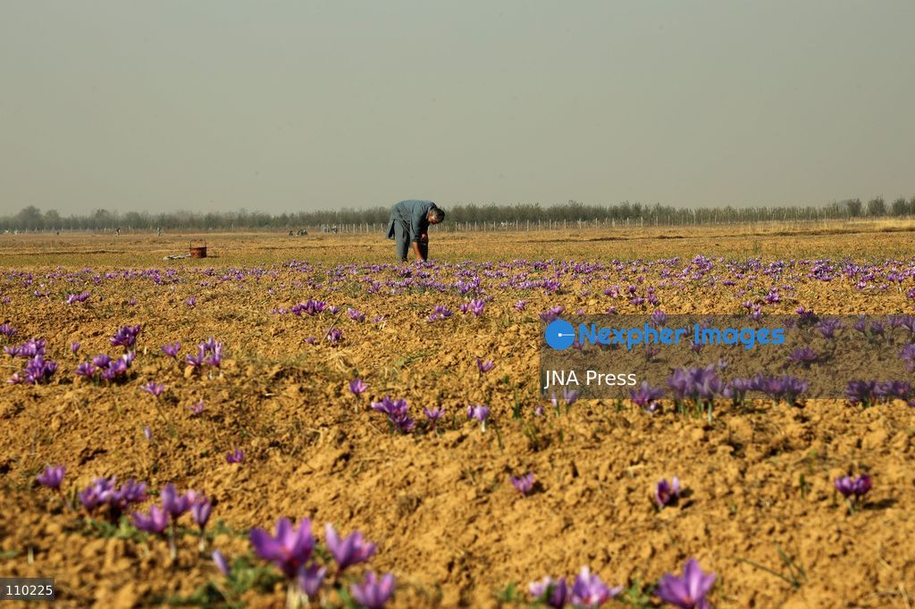 PAMPORE, INDIA - OCTOBER 29, 2026: Farmers harvest saffron flowers in fields in Pampore, Pulwama district, Kashmir, marking the beginning of the annual saffron harvesting season. (Photo by Kamran Yousuf/JNA Press via Nexpher Images)
