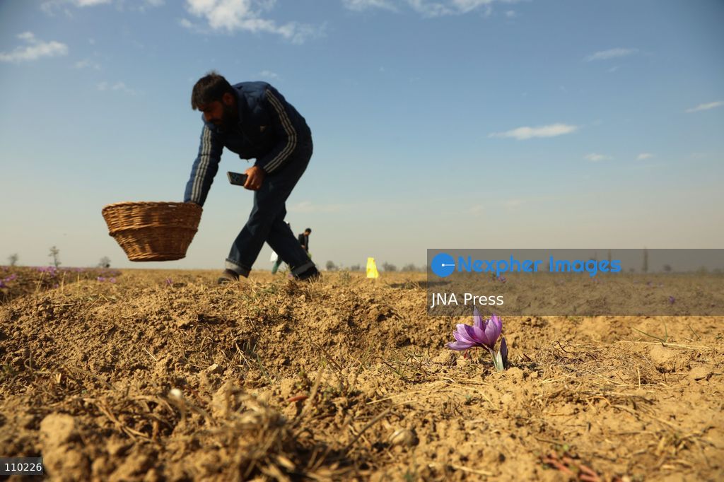 PAMPORE, INDIA - OCTOBER 29, 2026: Farmers harvest saffron flowers in fields in Pampore, Pulwama district, Kashmir, marking the beginning of the annual saffron harvesting season. (Photo by Kamran Yousuf/JNA Press via Nexpher Images)