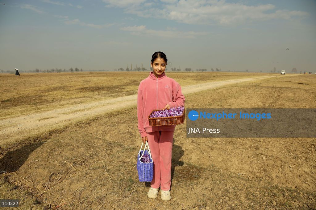 PAMPORE, INDIA - OCTOBER 29, 2026: Farmers harvest saffron flowers in fields in Pampore, Pulwama district, Kashmir, marking the beginning of the annual saffron harvesting season. (Photo by Kamran Yousuf/JNA Press via Nexpher Images)
