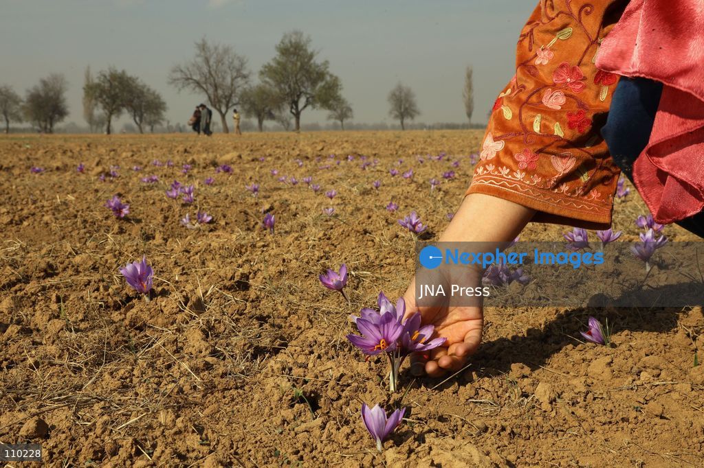 PAMPORE, INDIA - OCTOBER 29, 2026: Farmers harvest saffron flowers in fields in Pampore, Pulwama district, Kashmir, marking the beginning of the annual saffron harvesting season. (Photo by Kamran Yousuf/JNA Press via Nexpher Images)