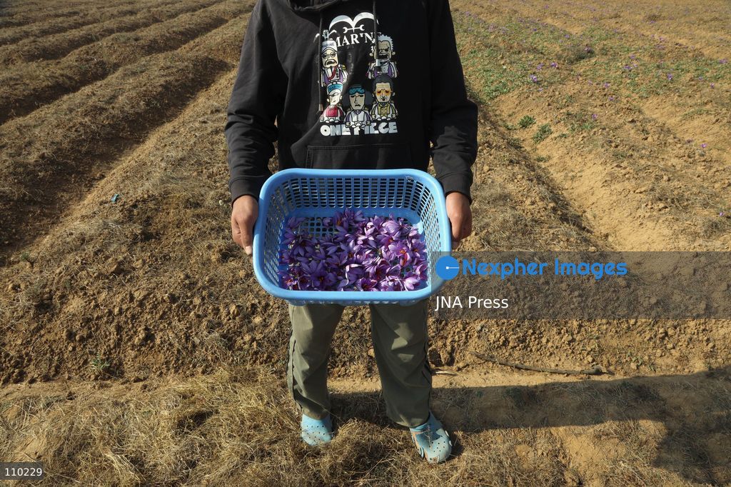 PAMPORE, INDIA - OCTOBER 29, 2026: Farmers harvest saffron flowers in fields in Pampore, Pulwama district, Kashmir, marking the beginning of the annual saffron harvesting season. (Photo by Kamran Yousuf/JNA Press via Nexpher Images)