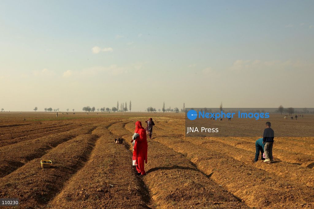 PAMPORE, INDIA - OCTOBER 29, 2026: Farmers harvest saffron flowers in fields in Pampore, Pulwama district, Kashmir, marking the beginning of the annual saffron harvesting season. (Photo by Kamran Yousuf/JNA Press via Nexpher Images)