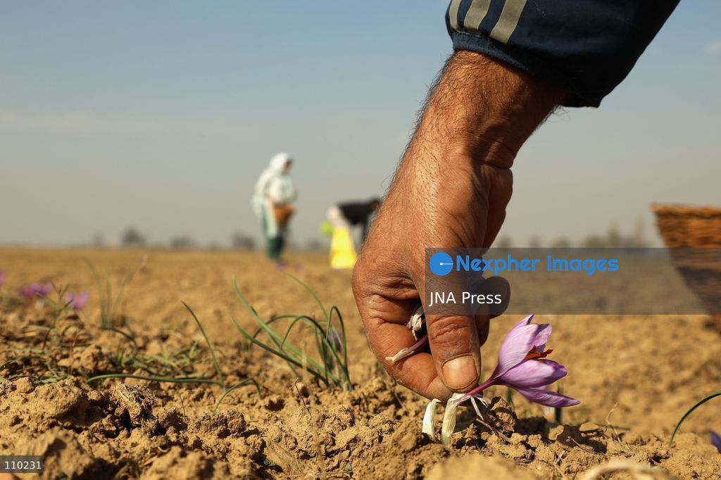 PAMPORE, INDIA - OCTOBER 29, 2026: Farmers harvest saffron flowers in fields in Pampore, Pulwama district, Kashmir, marking the beginning of the annual saffron harvesting season. (Photo by Kamran Yousuf/JNA Press via Nexpher Images)