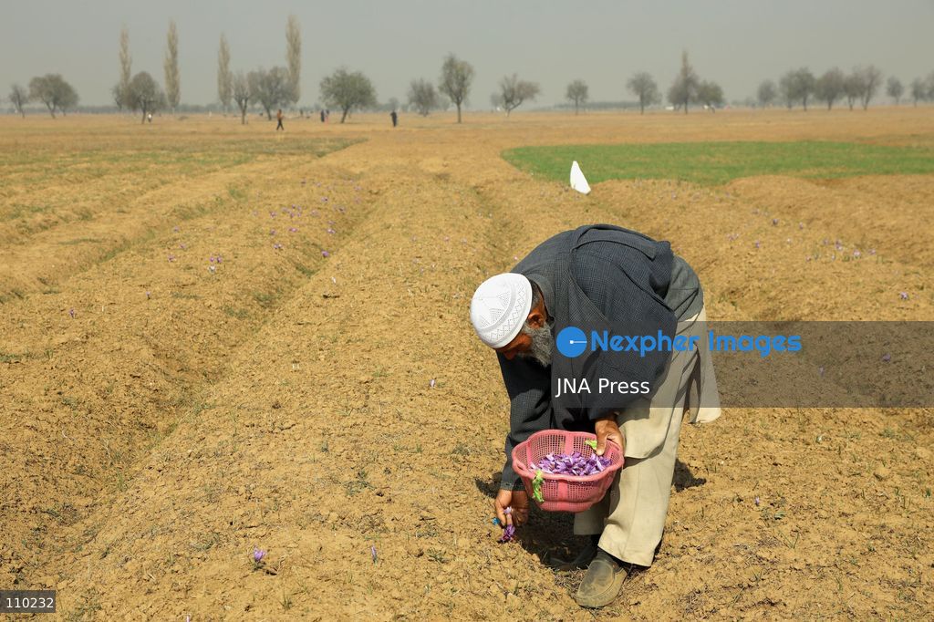 PAMPORE, INDIA - OCTOBER 29, 2026: Farmers harvest saffron flowers in fields in Pampore, Pulwama district, Kashmir, marking the beginning of the annual saffron harvesting season. (Photo by Kamran Yousuf/JNA Press via Nexpher Images)
