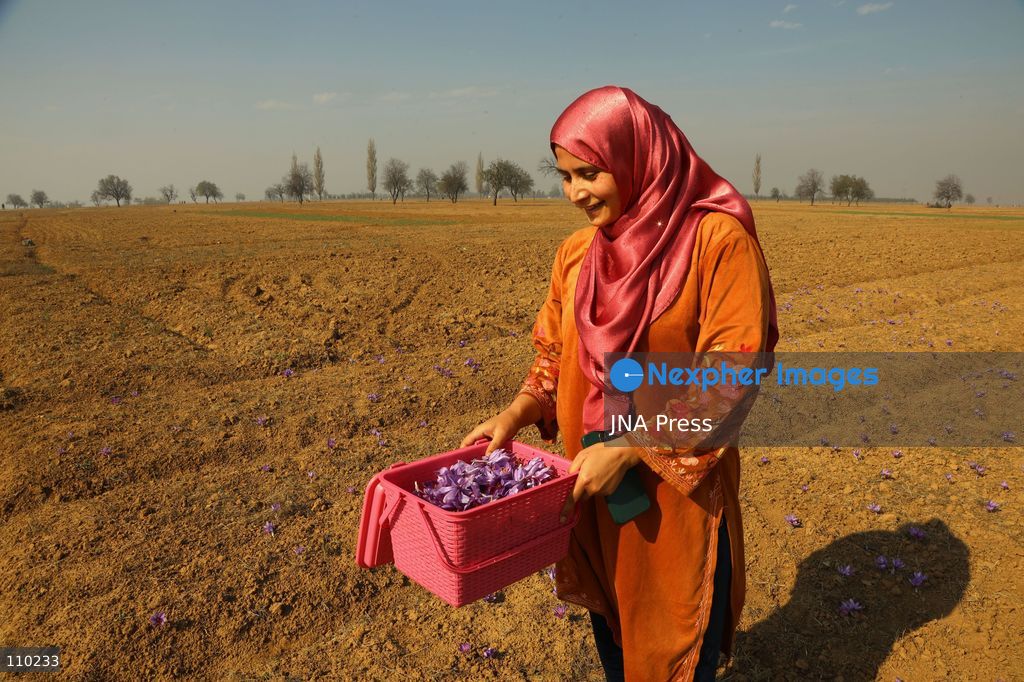 PAMPORE, INDIA - OCTOBER 29, 2026: Farmers harvest saffron flowers in fields in Pampore, Pulwama district, Kashmir, marking the beginning of the annual saffron harvesting season. (Photo by Kamran Yousuf/JNA Press via Nexpher Images)