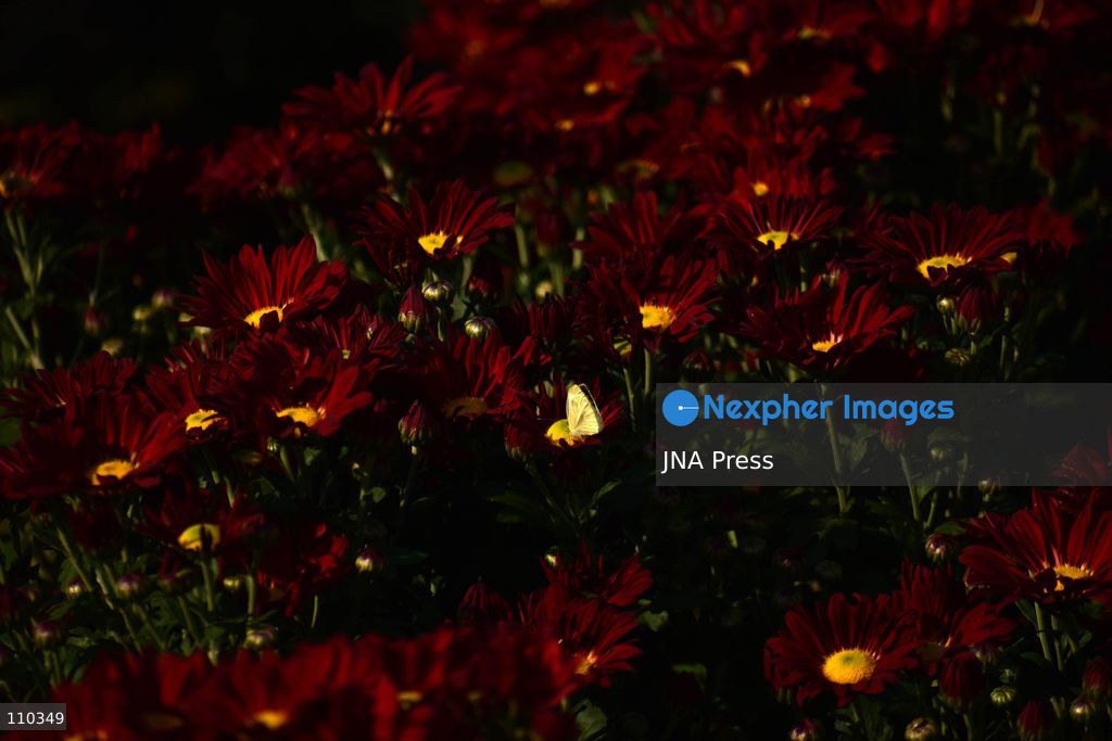 SRINAGAR, INDIA, OCTOBER 29, 2026: Visitors explore Bagh-e-Gul-e-Dawood, a chrysanthemum garden at the Nehru Memorial Botanical Garden in Srinagar, Jammu and Kashmir. The seasonal display features around 350,000 chrysanthemum plants across more than 70 varieties, forming part of efforts to extend Kashmir’s floral tourism season into autumn and early winter. (Photo by Danish Showkat/JNA Press via Nexpher Images)