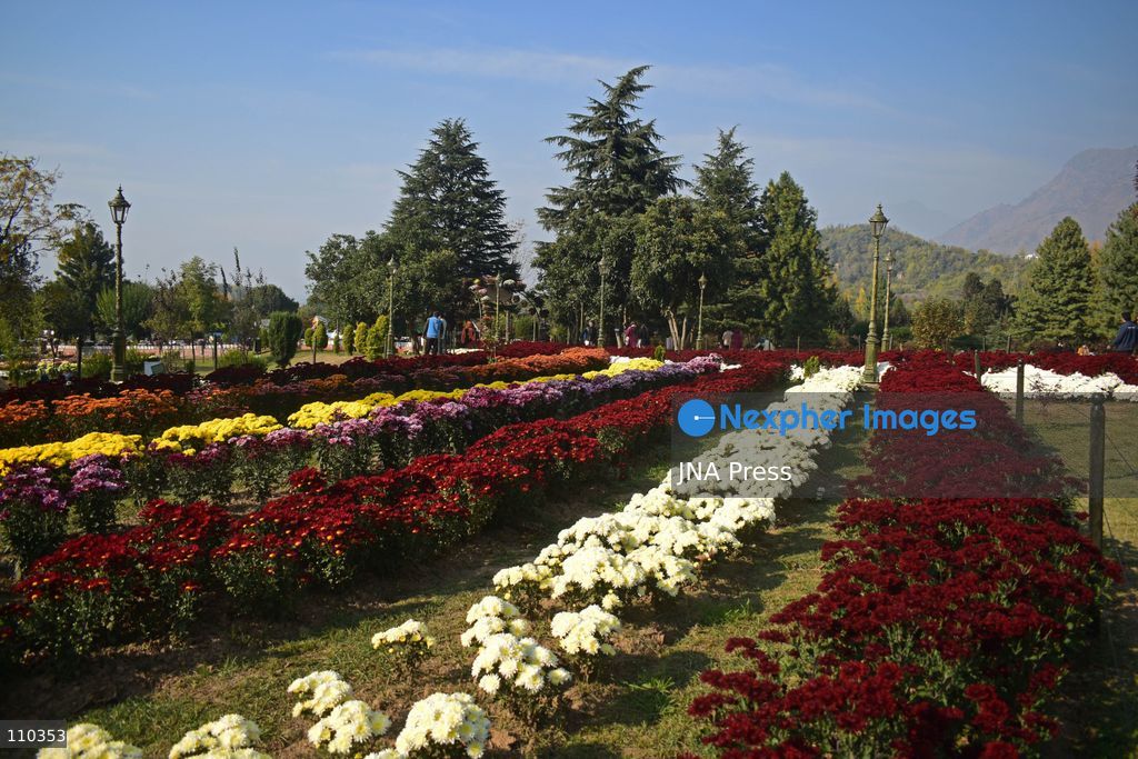 SRINAGAR, INDIA, OCTOBER 29, 2026: Visitors explore Bagh-e-Gul-e-Dawood, a chrysanthemum garden at the Nehru Memorial Botanical Garden in Srinagar, Jammu and Kashmir. The seasonal display features around 350,000 chrysanthemum plants across more than 70 varieties, forming part of efforts to extend Kashmir’s floral tourism season into autumn and early winter. (Photo by Danish Showkat/JNA Press via Nexpher Images)
