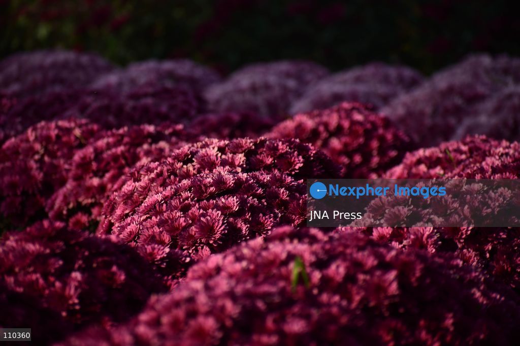 SRINAGAR, INDIA, OCTOBER 29, 2026: Visitors explore Bagh-e-Gul-e-Dawood, a chrysanthemum garden at the Nehru Memorial Botanical Garden in Srinagar, Jammu and Kashmir. The seasonal display features around 350,000 chrysanthemum plants across more than 70 varieties, forming part of efforts to extend Kashmir’s floral tourism season into autumn and early winter. (Photo by Danish Showkat/JNA Press via Nexpher Images)