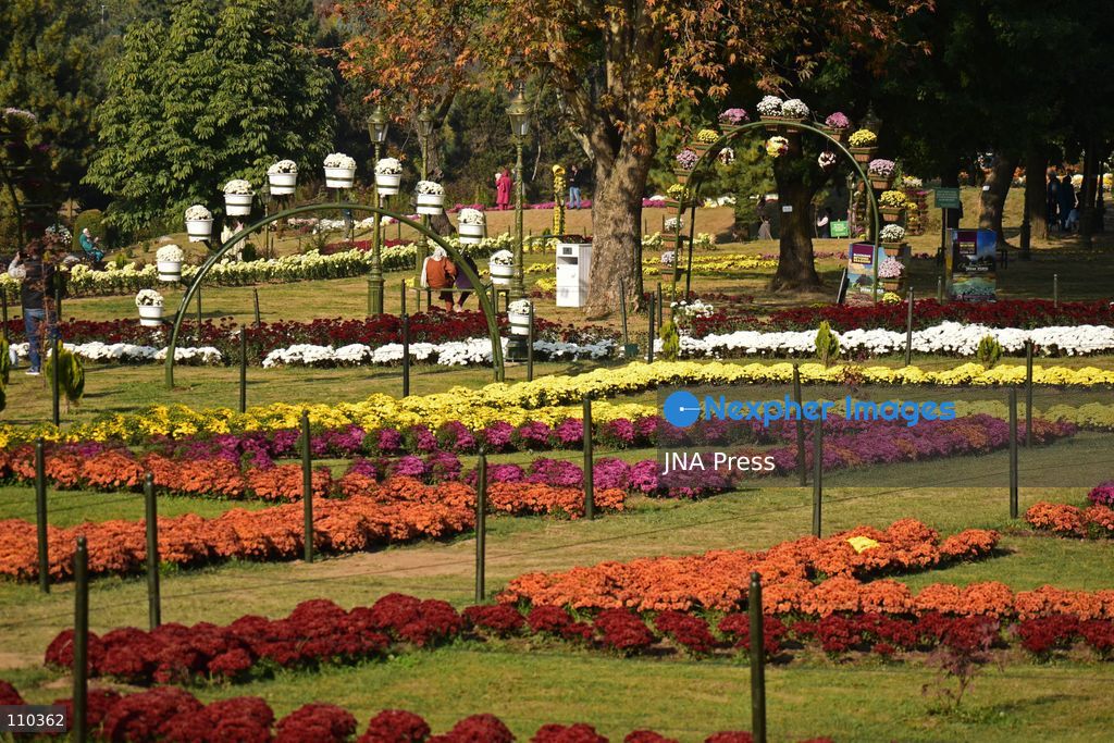 SRINAGAR, INDIA, OCTOBER 29, 2026: Visitors explore Bagh-e-Gul-e-Dawood, a chrysanthemum garden at the Nehru Memorial Botanical Garden in Srinagar, Jammu and Kashmir. The seasonal display features around 350,000 chrysanthemum plants across more than 70 varieties, forming part of efforts to extend Kashmir’s floral tourism season into autumn and early winter. (Photo by Danish Showkat/JNA Press via Nexpher Images)