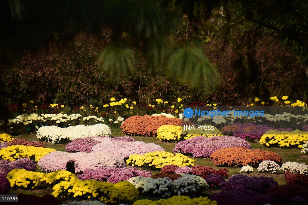 SRINAGAR, INDIA, OCTOBER 29, 2026: Visitors explore Bagh-e-Gul-e-Dawood, a chrysanthemum garden at the Nehru Memorial Botanical Garden in Srinagar, Jammu and Kashmir. The seasonal display features around 350,000 chrysanthemum plants across more than 70 varieties, forming part of efforts to extend Kashmir’s floral tourism season into autumn and early winter. (Photo by Danish Showkat/JNA Press via Nexpher Images)