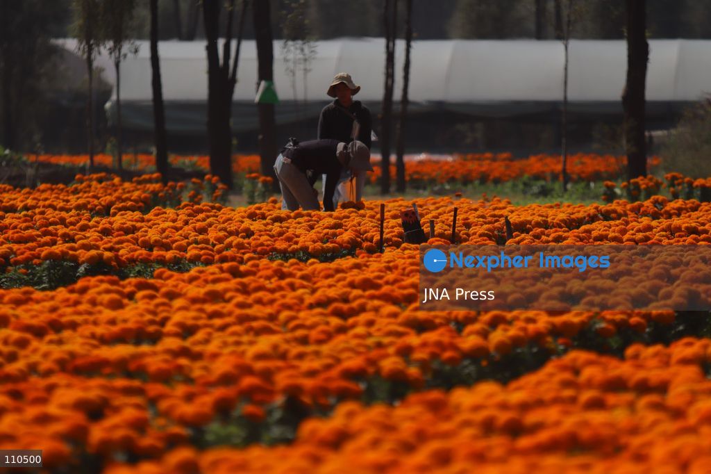 TLAHUAC, MEXICO CITY, MEXICO - OCTOBER 29, 2026: Cempasuchil producers work in the Tlahuac borough, where crops are grown in open fields for the Day of the Dead season. Growers in Tlahuac supply thousands of flowers for offerings and decorations for the festivities. (Photo by Carlos Santiago/JNA Press via Nexpher Images)