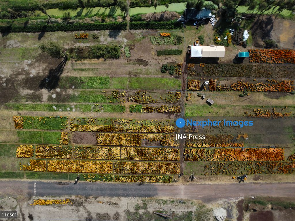 TLAHUAC, MEXICO CITY, MEXICO - OCTOBER 29, 2026: Cempasuchil producers work in the Tlahuac borough, where crops are grown in open fields for the Day of the Dead season. Growers in Tlahuac supply thousands of flowers for offerings and decorations for the festivities. (Photo by Carlos Santiago/JNA Press via Nexpher Images)