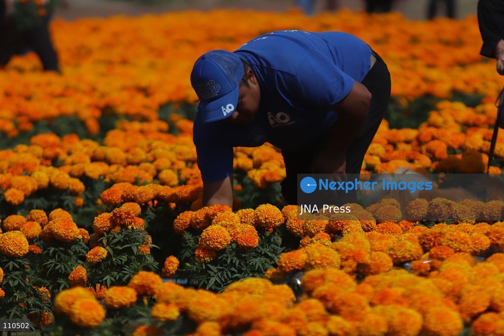 TLAHUAC, MEXICO CITY, MEXICO - OCTOBER 29, 2026: Cempasuchil producers work in the Tlahuac borough, where crops are grown in open fields for the Day of the Dead season. Growers in Tlahuac supply thousands of flowers for offerings and decorations for the festivities. (Photo by Carlos Santiago/JNA Press via Nexpher Images)