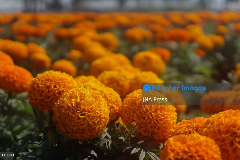TLAHUAC, MEXICO CITY, MEXICO - OCTOBER 29, 2026: Cempasuchil producers work in the Tlahuac borough, where crops are grown in open fields for the Day of the Dead season. Growers in Tlahuac supply thousands of flowers for offerings and decorations for the festivities. (Photo by Carlos Santiago/JNA Press via Nexpher Images)