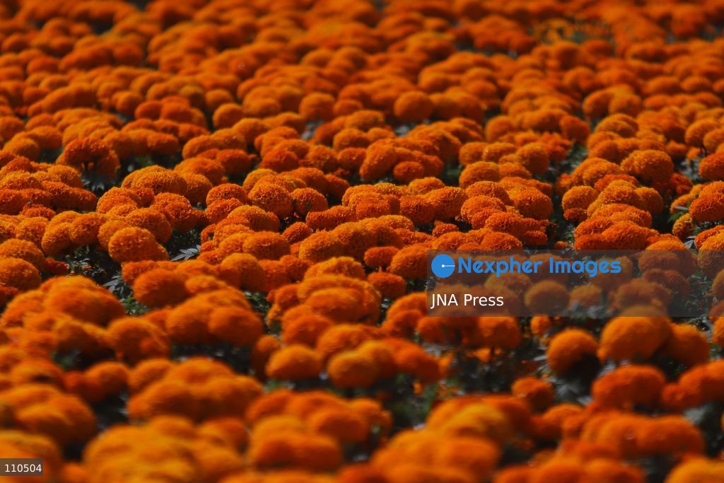 TLAHUAC, MEXICO CITY, MEXICO - OCTOBER 29, 2026: Cempasuchil producers work in the Tlahuac borough, where crops are grown in open fields for the Day of the Dead season. Growers in Tlahuac supply thousands of flowers for offerings and decorations for the festivities. (Photo by Carlos Santiago/JNA Press via Nexpher Images)