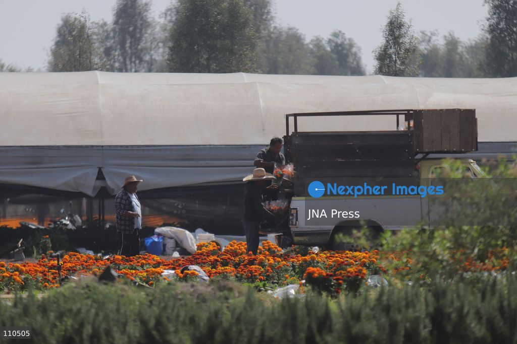 TLAHUAC, MEXICO CITY, MEXICO - OCTOBER 29, 2026: Cempasuchil producers work in the Tlahuac borough, where crops are grown in open fields for the Day of the Dead season. Growers in Tlahuac supply thousands of flowers for offerings and decorations for the festivities. (Photo by Carlos Santiago/JNA Press via Nexpher Images)