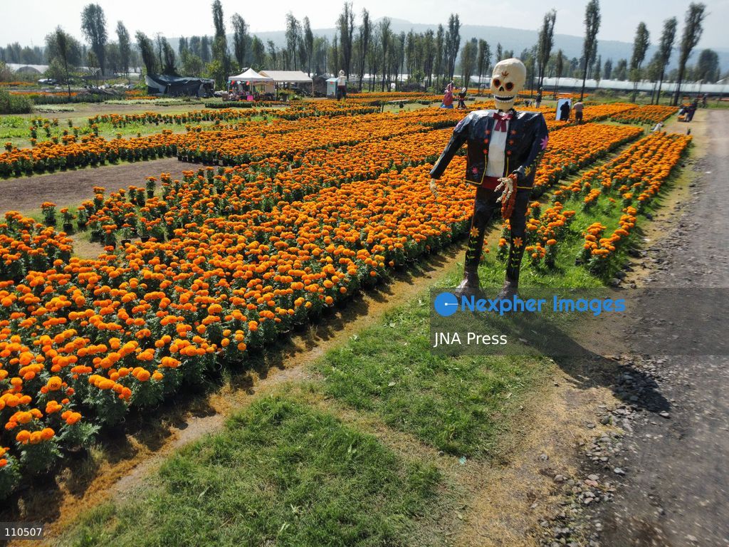 TLAHUAC, MEXICO CITY, MEXICO - OCTOBER 29, 2026: Cempasuchil producers work in the Tlahuac borough, where crops are grown in open fields for the Day of the Dead season. Growers in Tlahuac supply thousands of flowers for offerings and decorations for the festivities. (Photo by Carlos Santiago/JNA Press via Nexpher Images)