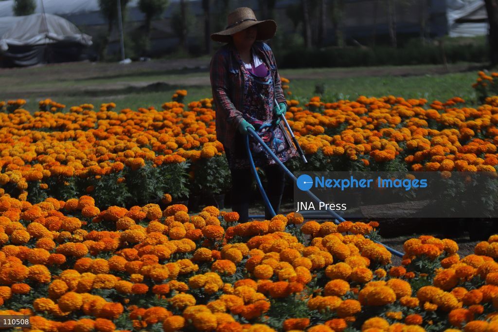 TLAHUAC, MEXICO CITY, MEXICO - OCTOBER 29, 2026: Cempasuchil producers work in the Tlahuac borough, where crops are grown in open fields for the Day of the Dead season. Growers in Tlahuac supply thousands of flowers for offerings and decorations for the festivities. (Photo by Carlos Santiago/JNA Press via Nexpher Images)