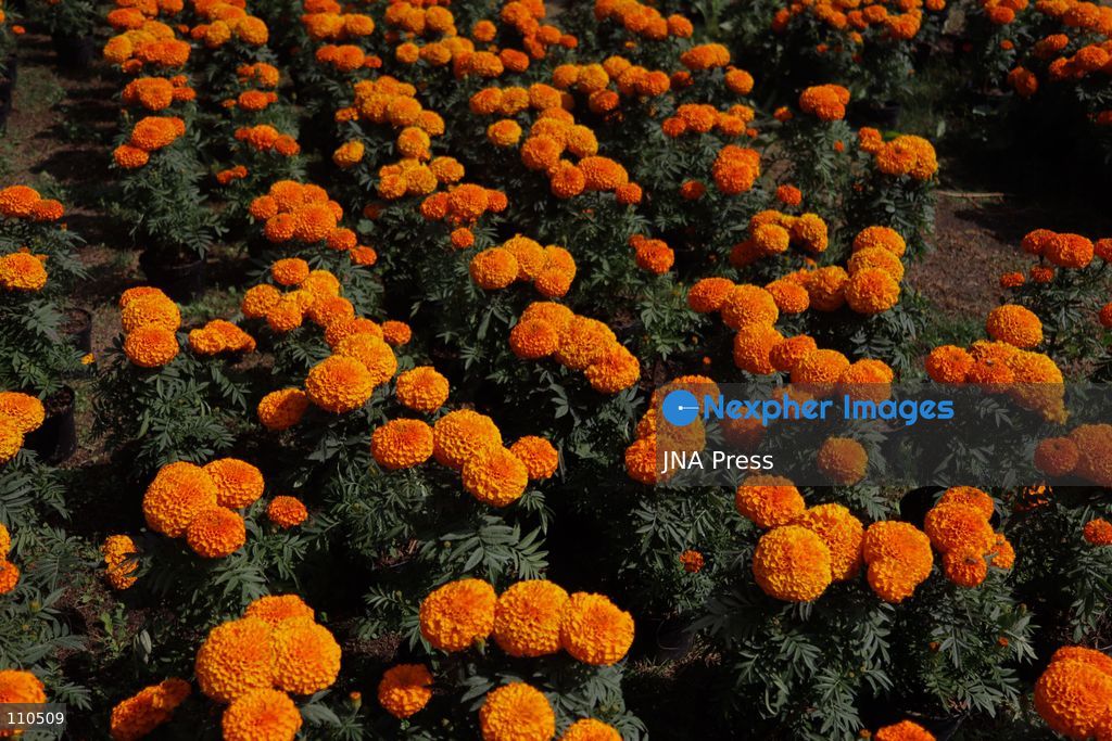 TLAHUAC, MEXICO CITY, MEXICO - OCTOBER 29, 2026: Cempasuchil producers work in the Tlahuac borough, where crops are grown in open fields for the Day of the Dead season. Growers in Tlahuac supply thousands of flowers for offerings and decorations for the festivities. (Photo by Carlos Santiago/JNA Press via Nexpher Images)
