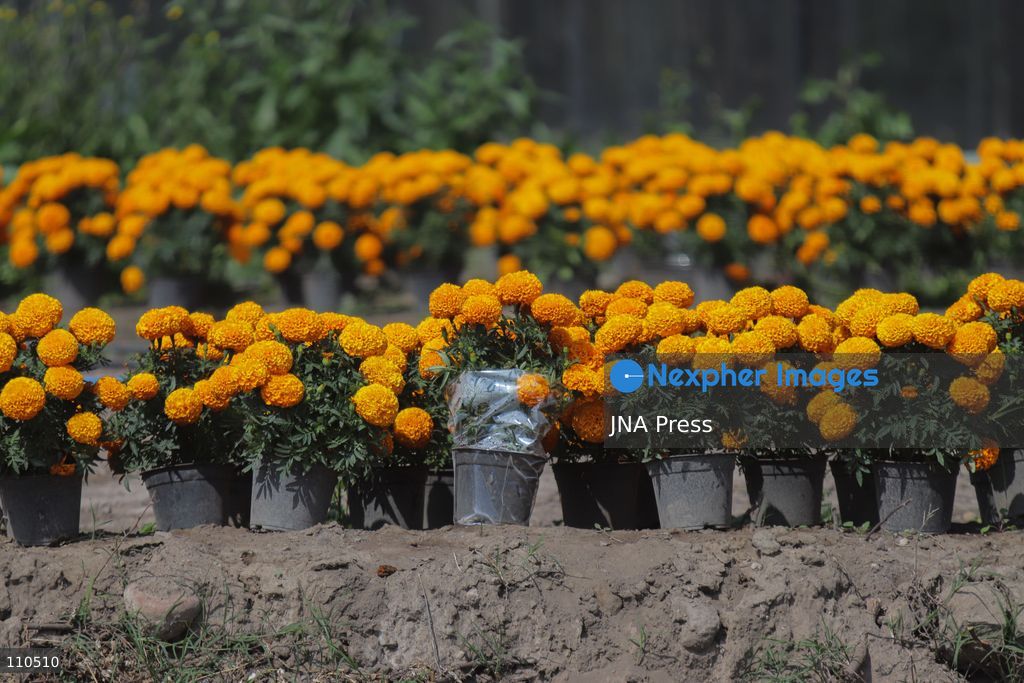 TLAHUAC, MEXICO CITY, MEXICO - OCTOBER 29, 2026: Cempasuchil producers work in the Tlahuac borough, where crops are grown in open fields for the Day of the Dead season. Growers in Tlahuac supply thousands of flowers for offerings and decorations for the festivities. (Photo by Carlos Santiago/JNA Press via Nexpher Images)