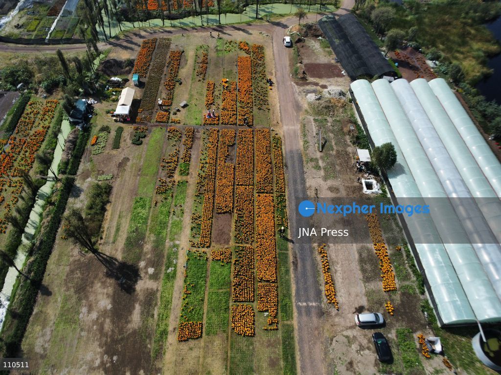 TLAHUAC, MEXICO CITY, MEXICO - OCTOBER 29, 2026: Cempasuchil producers work in the Tlahuac borough, where crops are grown in open fields for the Day of the Dead season. Growers in Tlahuac supply thousands of flowers for offerings and decorations for the festivities. (Photo by Carlos Santiago/JNA Press via Nexpher Images)
