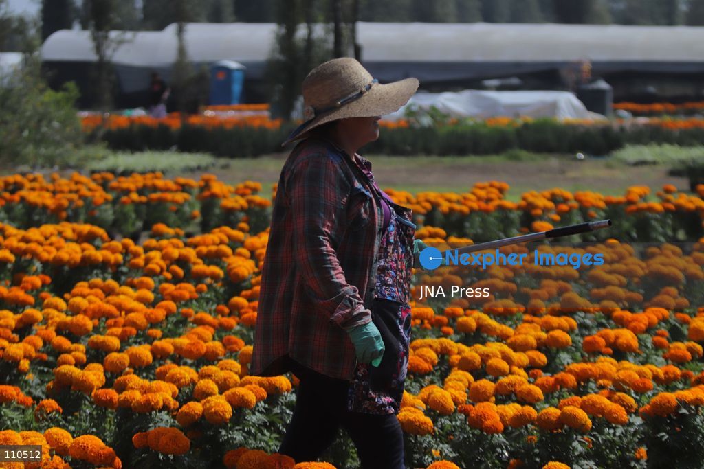 TLAHUAC, MEXICO CITY, MEXICO - OCTOBER 29, 2026: Cempasuchil producers work in the Tlahuac borough, where crops are grown in open fields for the Day of the Dead season. Growers in Tlahuac supply thousands of flowers for offerings and decorations for the festivities. (Photo by Carlos Santiago/JNA Press via Nexpher Images)
