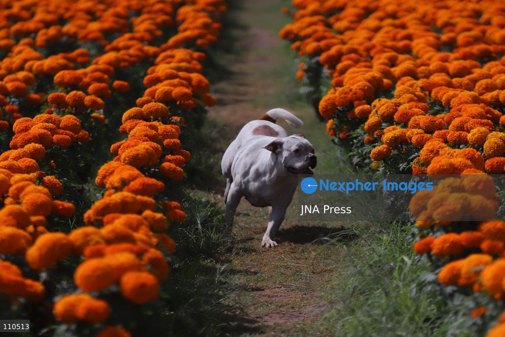 TLAHUAC, MEXICO CITY, MEXICO - OCTOBER 29, 2026: Cempasuchil producers work in the Tlahuac borough, where crops are grown in open fields for the Day of the Dead season. Growers in Tlahuac supply thousands of flowers for offerings and decorations for the festivities. (Photo by Carlos Santiago/JNA Press via Nexpher Images)