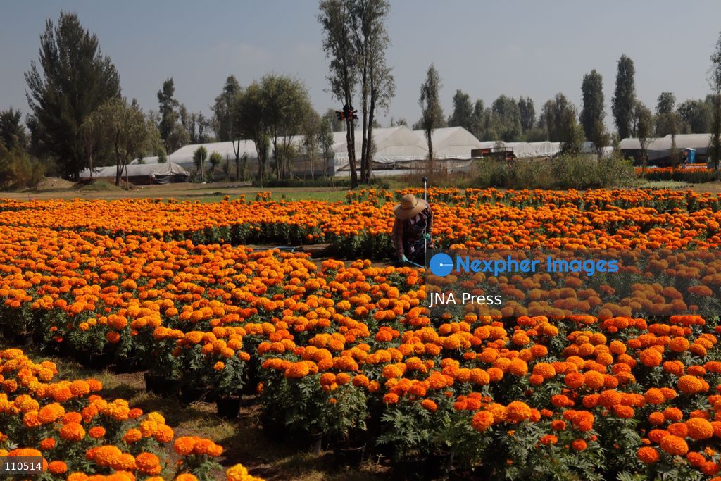 TLAHUAC, MEXICO CITY, MEXICO - OCTOBER 29, 2026: Cempasuchil producers work in the Tlahuac borough, where crops are grown in open fields for the Day of the Dead season. Growers in Tlahuac supply thousands of flowers for offerings and decorations for the festivities. (Photo by Carlos Santiago/JNA Press via Nexpher Images)