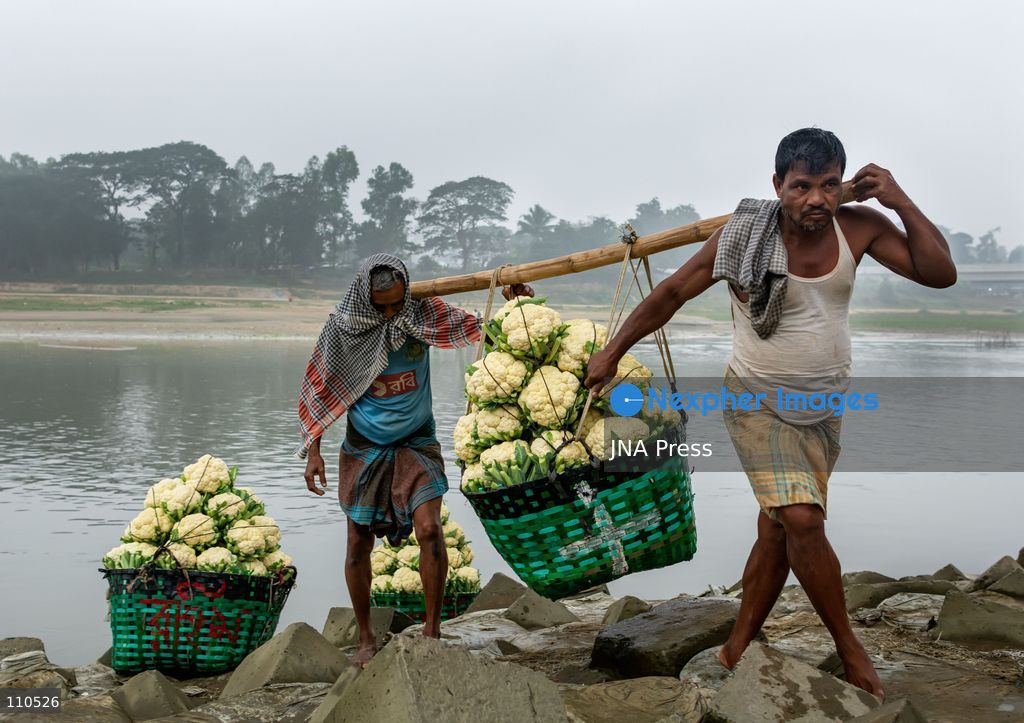 CHATTOGRAM, BANGLADESH - OCTOBER 30, 2026: Workers carry baskets of freshly harvested cauliflower and other vegetables on bamboo poles from a riverside landing area to the wholesale market in Dohazari, Chandanaish, Chattogram. The market sits on the bank of the Sangu River, where farmers bring vegetables by boat from nearby agricultural areas. (Photo by Sohel Chowdhury/JNA Press via Nexpher Images)